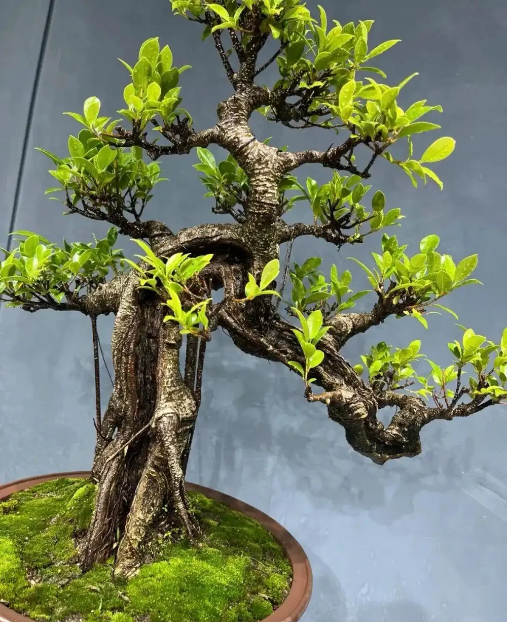 插枝┃榕樹枝條變新植株,2 個月,就能看到培養土表面冒出新小芽!