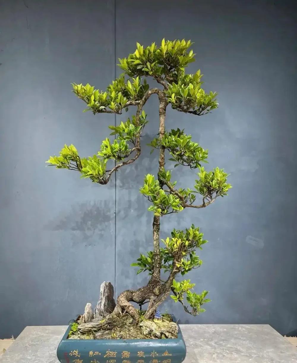 插枝┃榕樹枝條變新植株,2 個月,就能看到培養土表面冒出新小芽!