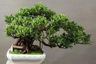 插枝┃榕樹枝條變新植株，2 個月，就能看到培養土表面冒出新小芽！
