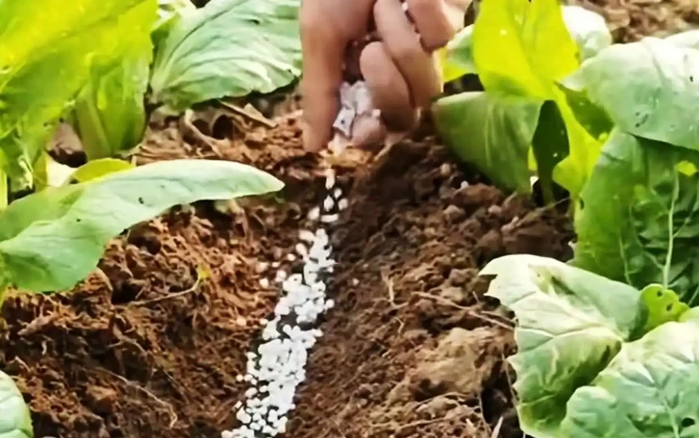 經驗老農告訴我們,這樣施用複合肥料,蔬菜長得好產量高!