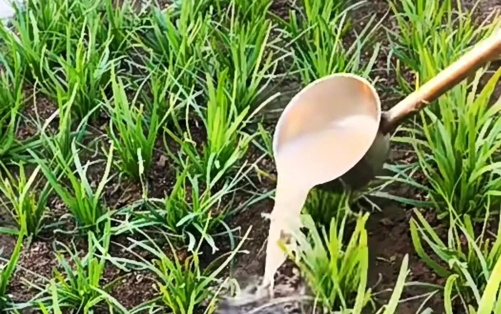 經驗老農告訴我們,這樣施用複合肥料,蔬菜長得好產量高!