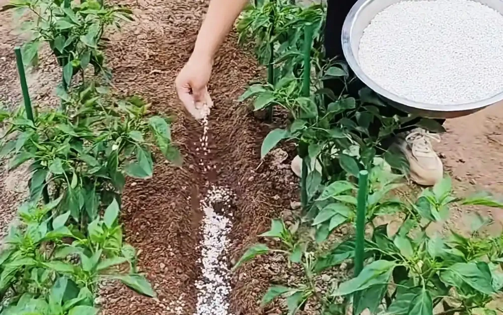 經驗老農告訴我們,這樣施用複合肥料,蔬菜長得好產量高!