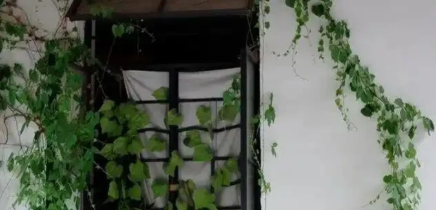 黃金葛千萬別亂放！風水師透露3大禁忌位置，放錯了難怪夫妻老吵架