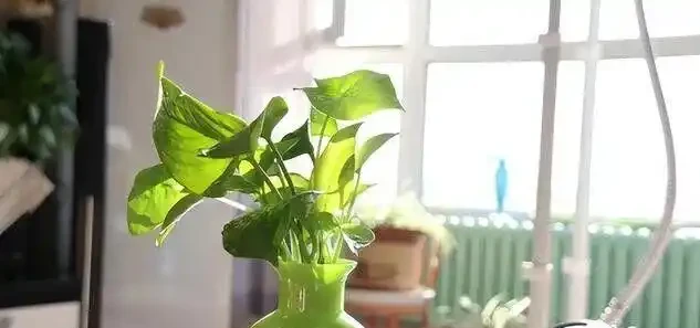 黃金葛千萬別亂放！風水師透露3大禁忌位置，放錯了難怪夫妻老吵架
