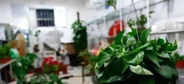 黃金葛千萬別亂放！風水師透露3大禁忌位置，放錯了難怪夫妻老吵架