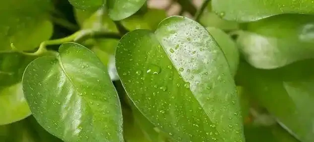 黃金葛千萬別亂放！風水師透露3大禁忌位置，放錯了難怪夫妻老吵架