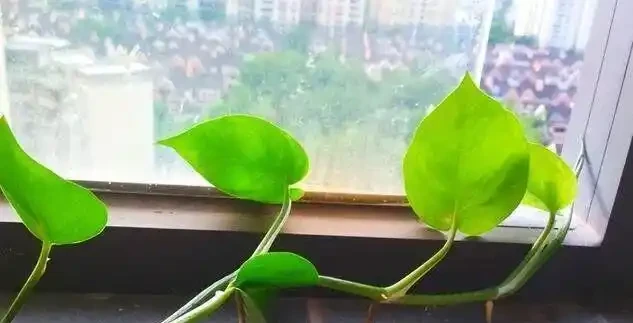 黃金葛千萬別亂放！風水師透露3大禁忌位置，放錯了難怪夫妻老吵架