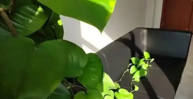 黃金葛千萬別亂放！風水師透露3大禁忌位置，放錯了難怪夫妻老吵架