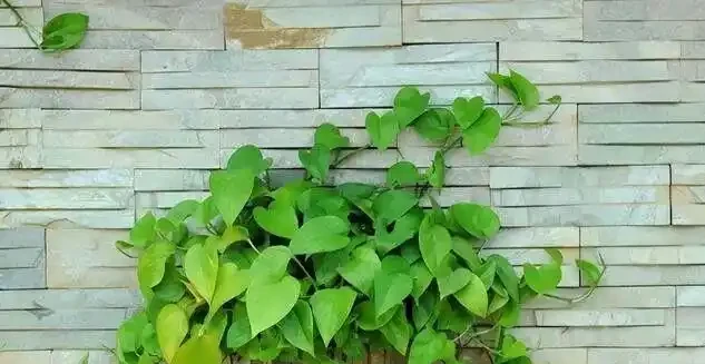 黃金葛千萬別亂放！風水師透露3大禁忌位置，放錯了難怪夫妻老吵架