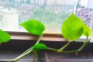 黃金葛千萬別亂放！風水師透露3大禁忌位置，放錯了難怪夫妻老吵架