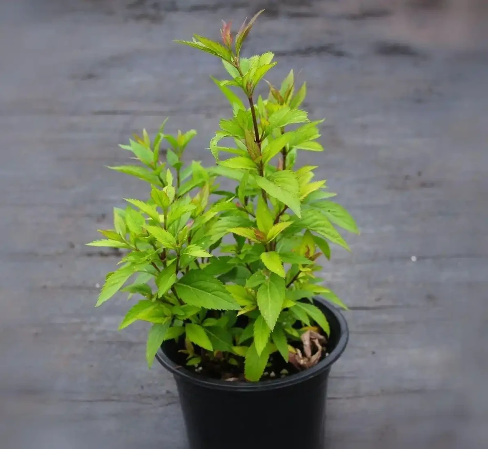 麻葉澤蘭佩蘭盆栽庭院植物中草藥好養宿根花園耐寒室外戶外四季