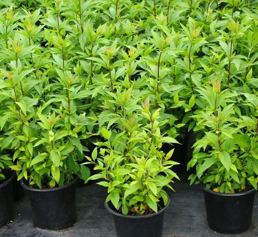 麻葉澤蘭佩蘭盆栽庭院植物中草藥好養宿根花園耐寒室外戶外四季