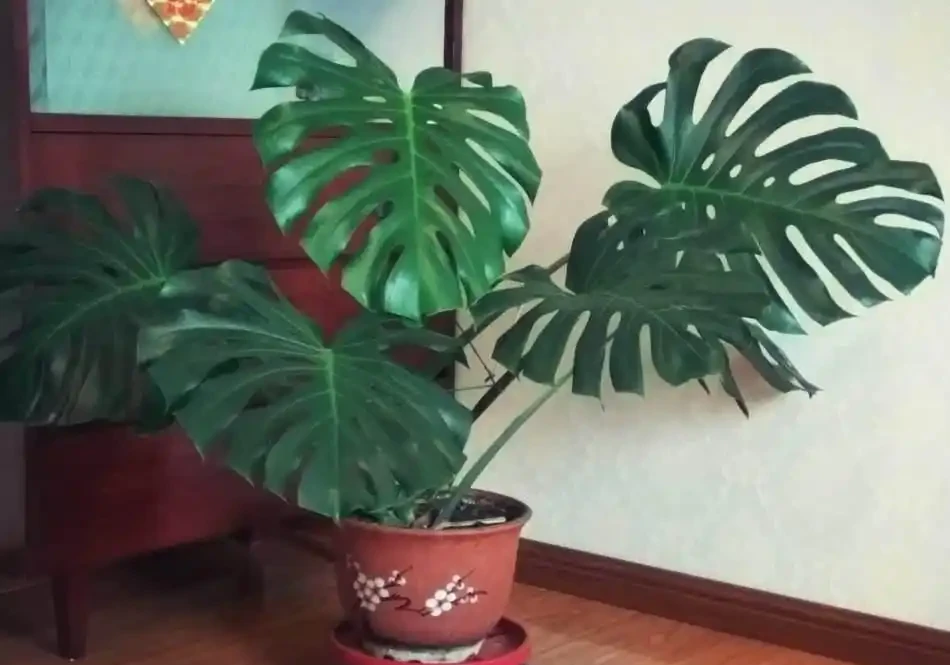 龜背芋澆水的正確方法:掌握 「乾溼平衡」,養出健康濃綠株型