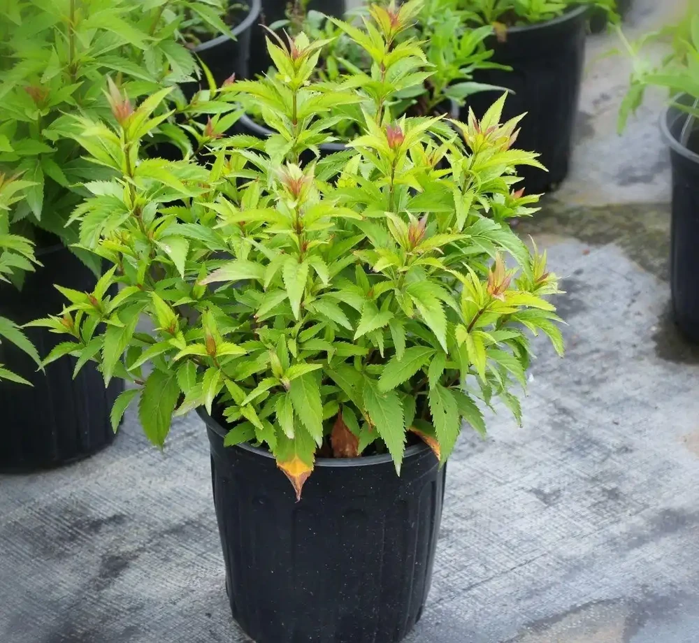 麻葉澤蘭佩蘭盆栽庭院植物中草藥好養宿根花園耐寒室外戶外四季