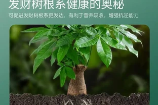 發財樹總養不好成難題？別愁！這些神奇營養液宛如綠植救星，能讓你家奄奄一息的發財樹起死回生，秘密究竟何在？