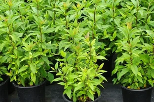 麻葉澤蘭佩蘭盆栽庭院植物中草藥好養宿根花園耐寒室外戶外四季