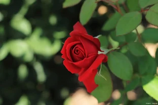 玫瑰花長滿密密麻麻小蟲子怎麼辦？3 類方法高效除蟲，護花不傷害