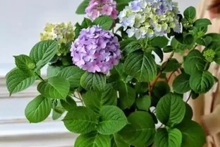 花枯成「乾草」別扔！7種花這樣剪+救，10天就能活過來，再扔就虧了