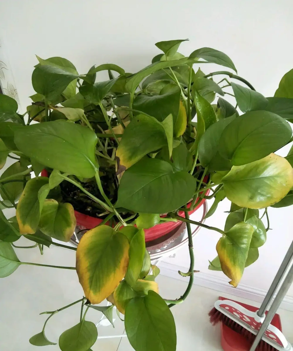 預防與常見誤區
