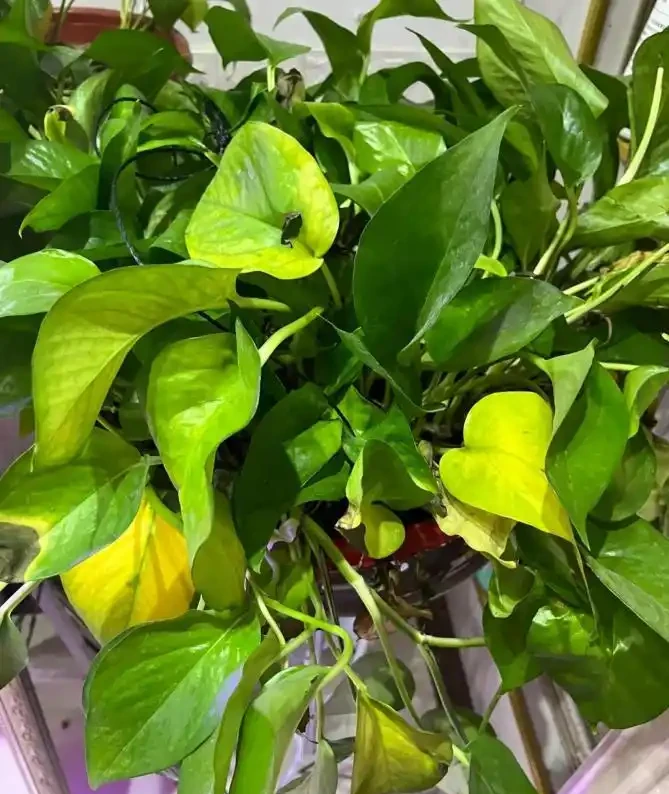 恢復與長期養護