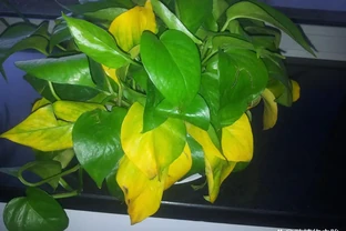 我家黃金葛救活了！黃金葛黃葉怎麼處理能治好？新手也能輕鬆復綠