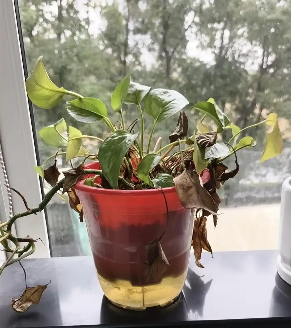 老人常說:一個黃金葛七個鬼!到底是迷信還是確有其事?看完你就明白了