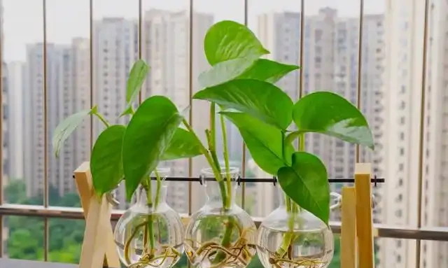老人常說:一個黃金葛七個鬼!到底是迷信還是確有其事?看完你就明白了