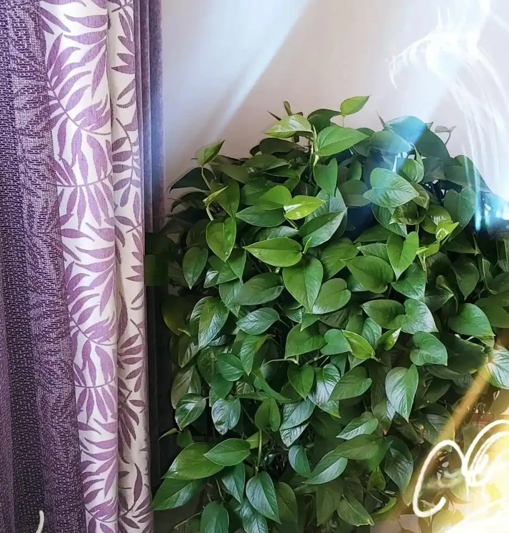 老人常說:一個黃金葛七個鬼!到底是迷信還是確有其事?看完你就明白了