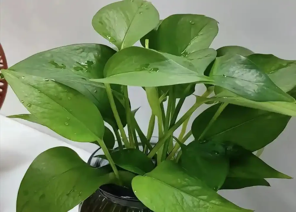 老人常說:一個黃金葛七個鬼!到底是迷信還是確有其事?看完你就明白了