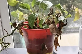 老人常說：一個黃金葛七個鬼！到底是迷信還是確有其事？看完你就明白了