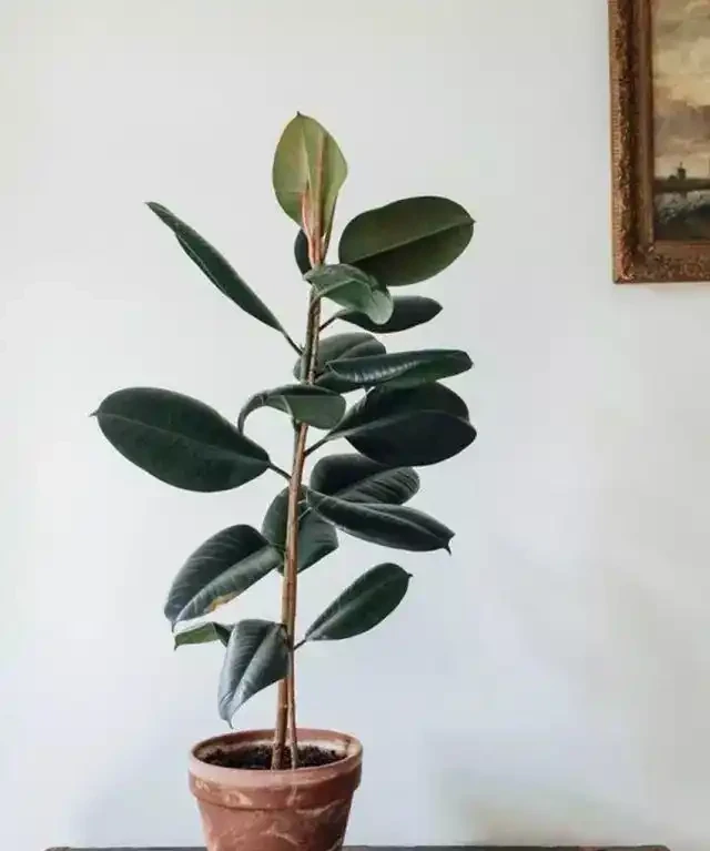 客廳植物美學:5種好養又好看的「綠意搭子」