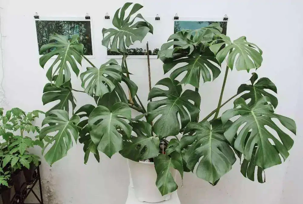 客廳植物美學:5種好養又好看的「綠意搭子」