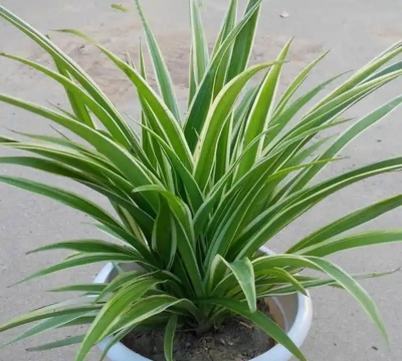 客廳植物美學:5種好養又好看的「綠意搭子」