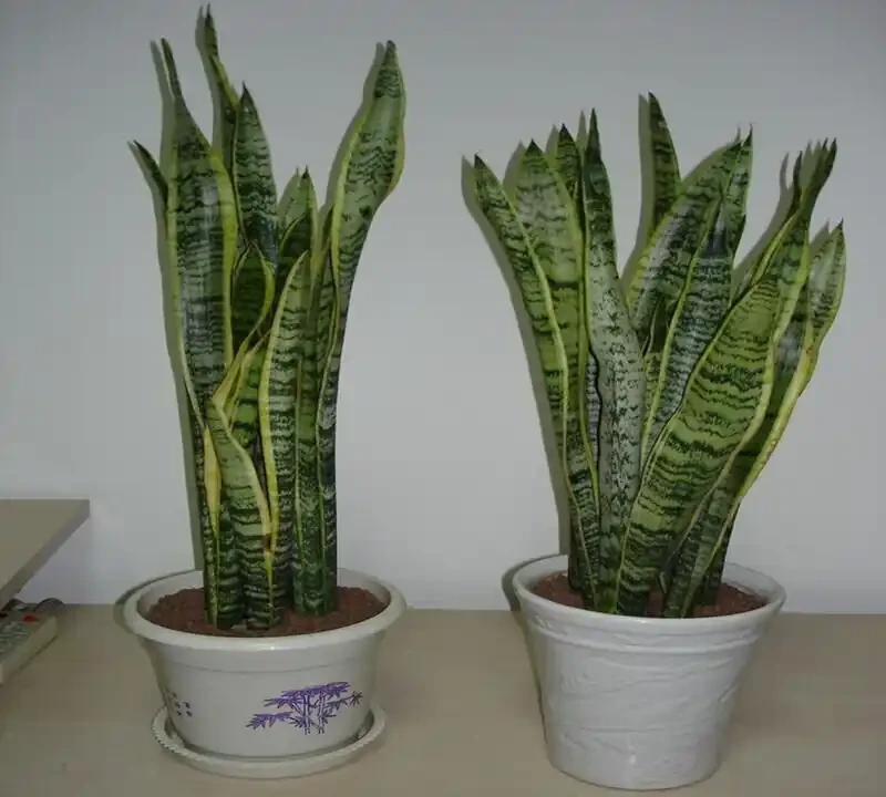 客廳植物美學:5種好養又好看的「綠意搭子」