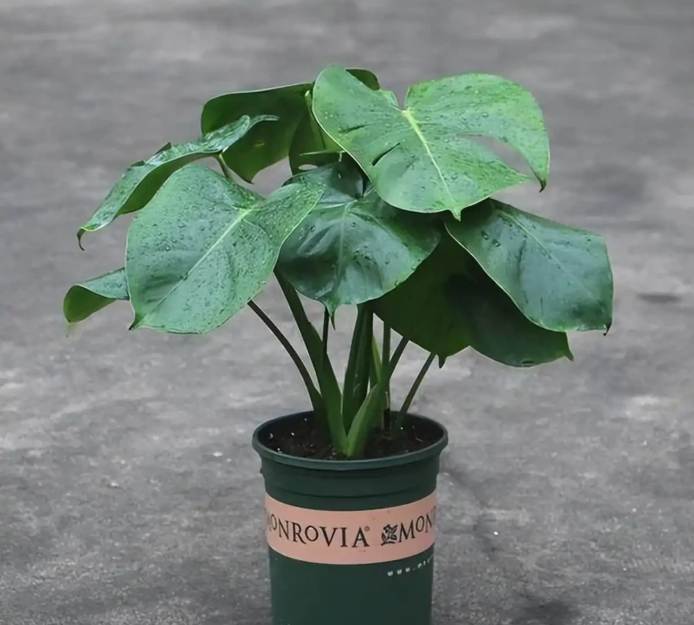 客廳植物美學:5種好養又好看的「綠意搭子」