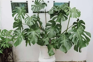 客廳植物美學：5種好養又好看的「綠意搭子」