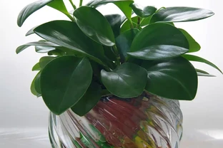 水耕黃金葛如何消毒處理腐腐根系