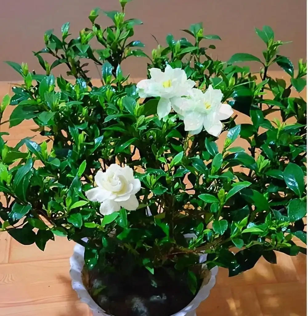 梔子花養護秘籍:磷酸二氫鉀的正確開啟方式