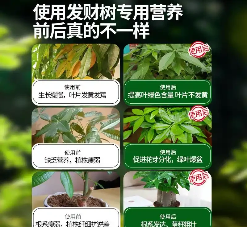 拯救發財樹的秘密武器，這些營養液真的能起死回生嗎？