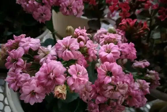 千萬別在臥室養這4類花，妥妥的智商稅，影響睡眠不說，還不利於健康，並非誤導！