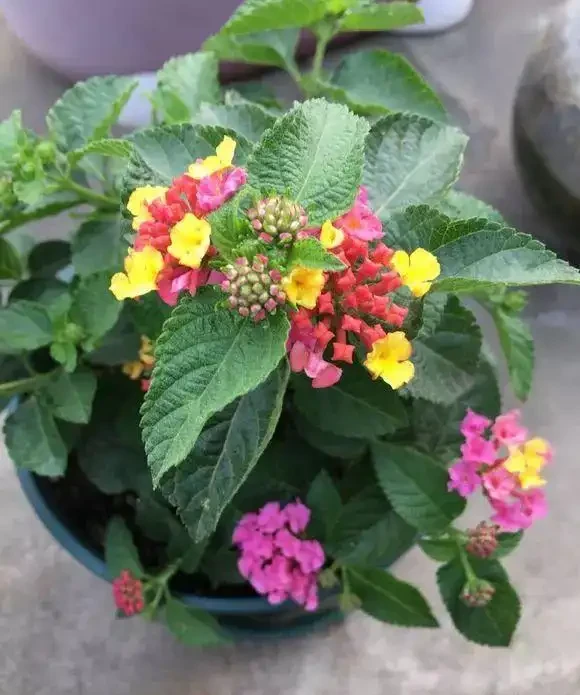 千萬別在臥室養這4類花，妥妥的智商稅，影響睡眠不說，還不利於健康，並非誤導！