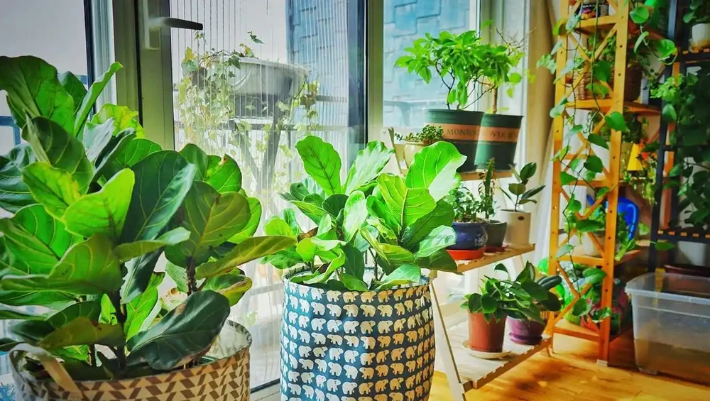 千萬別在臥室養這4類花，妥妥的智商稅，影響睡眠不說，還不利於健康，並非誤導！