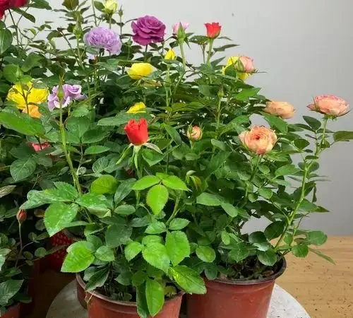 千萬別在臥室養這4類花，妥妥的智商稅，影響睡眠不說，還不利於健康，並非誤導！