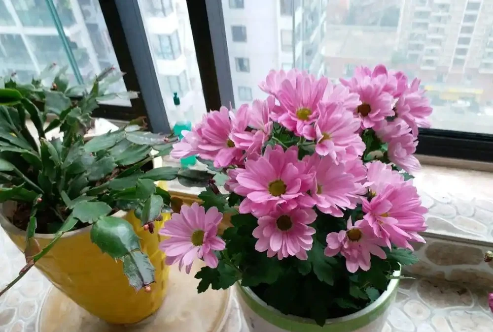 千萬別在臥室養這4類花，妥妥的智商稅，影響睡眠不說，還不利於健康，並非誤導！