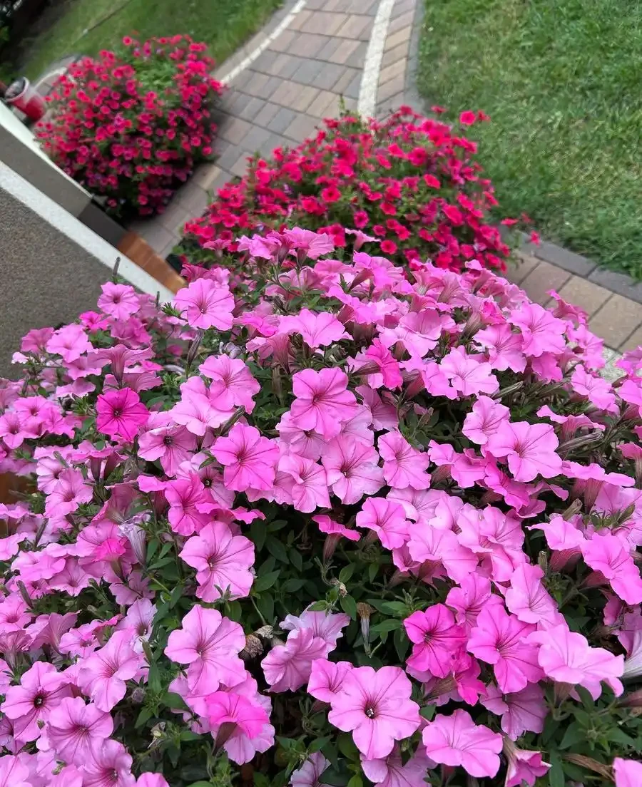 全年花開不斷!這 6 種「四季花」,讓你的陽臺 / 花園美足 365 天