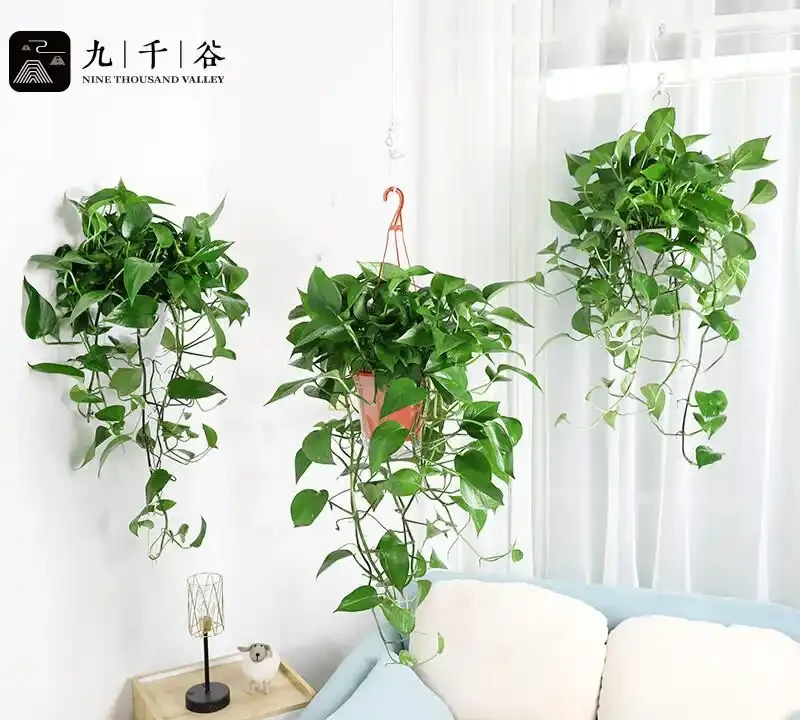 黃金葛盆栽真的能除甲醛嗎?實測資料告訴你答案