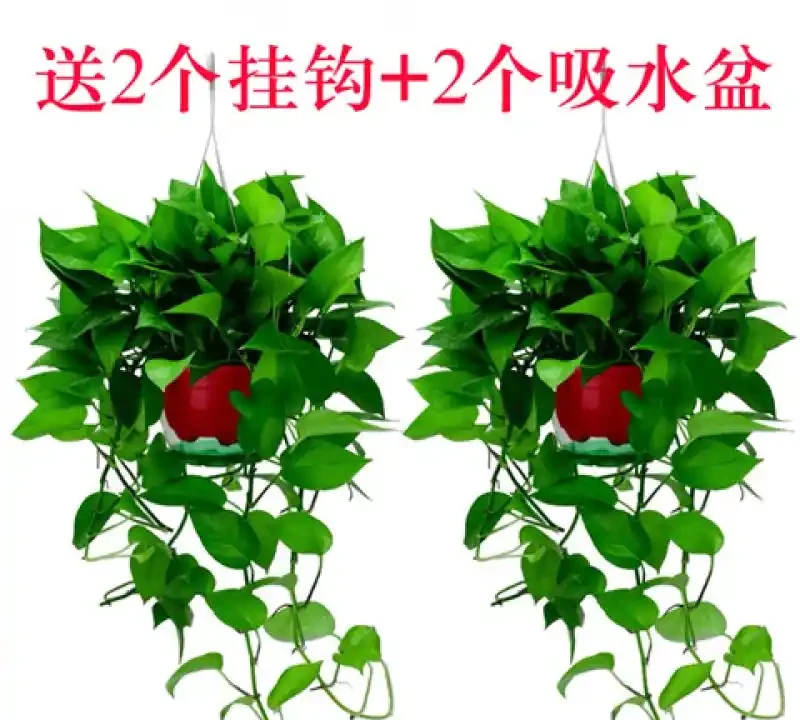 黃金葛盆栽真的能除甲醛嗎?實測資料告訴你答案