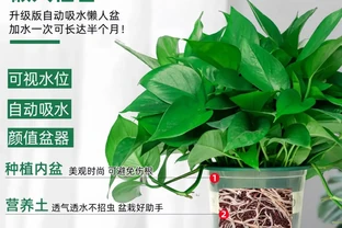 黃金葛盆栽真的能除甲醛嗎？實測資料告訴你答案