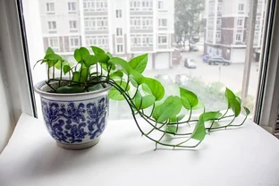 黃金葛葉子發黃怎麼辦？4 個最簡單方法，3 天救回翠綠