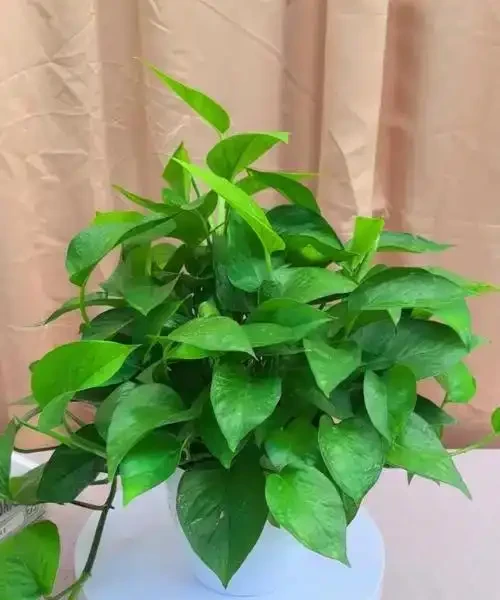 廚房剩的 「它」 別扔!給黃金葛澆點,葉子綠得冒油,比買肥料划算!